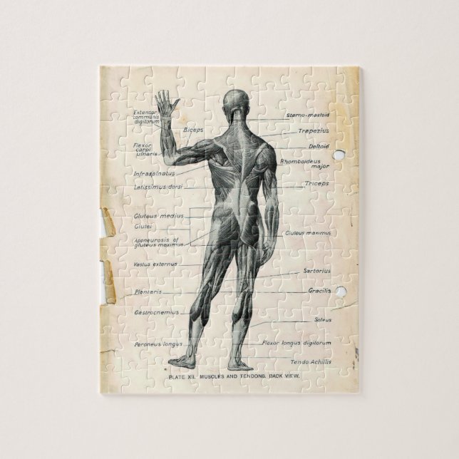 Vintage Anatomy Bok Pages Pussel (Vertikal)