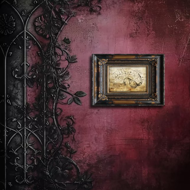 Vintage Anatomy Brain Diagram Fototryck (Skapare uppladdad)