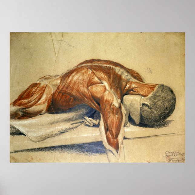 Vintage Anatomy Charles Landseer Poster (Framsidan)