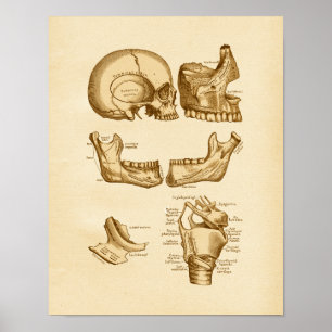 Vintage Anatomy Illustration Bones of Skull Poster