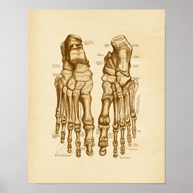 Vintage Anatomy Illustration Foot Bones Poster (Framsidan)