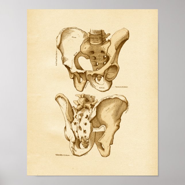 Vintage Anatomy Illustration Pelvic Bones Poster (Framsidan)