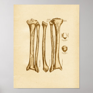 Vintage Anatomy Illustration Tibia Fibula Bones Poster