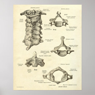 Vintage Anatomy Print Bones Cervical Vertebra Poster