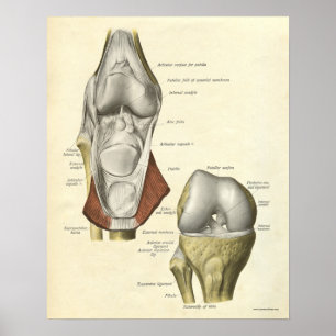 Vintage Anatomy Print Bones Knee Poster