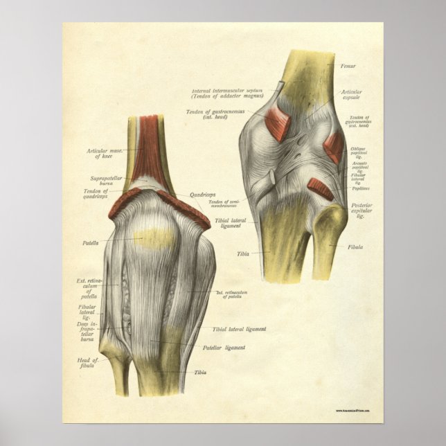 Vintage Anatomy Print Bones Knee Poster (Framsidan)