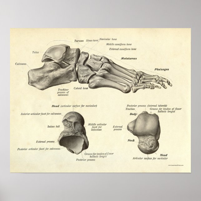 Vintage Anatomy Print Bones of Foot Poster (Framsidan)