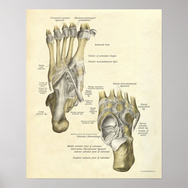 Vintage Anatomy Print Bones of Foot Poster (Framsidan)