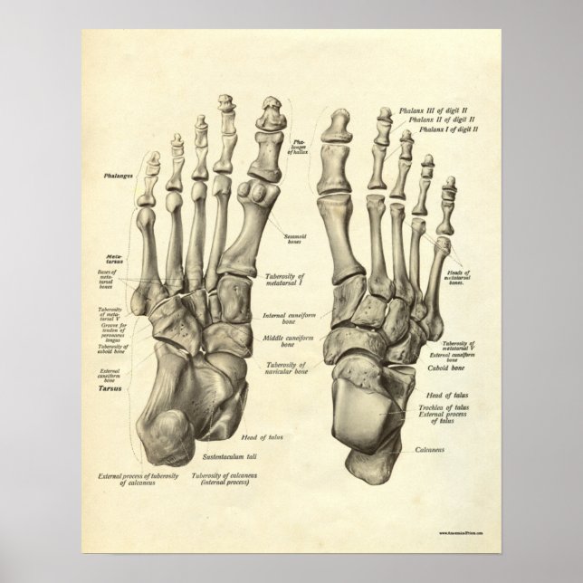 Vintage Anatomy Print Bones of Foot Poster (Framsidan)