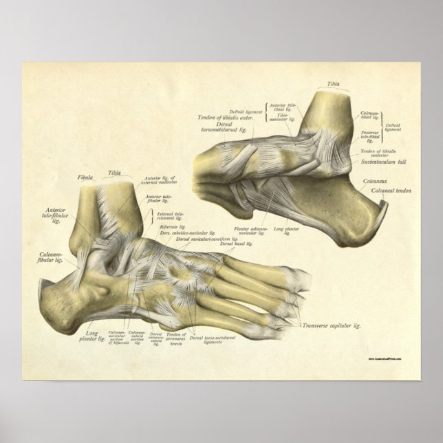 Vintage Anatomy Print Bones of Foot Poster (Framsidan)