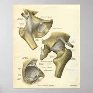 Vintage Anatomy Print Bones of Hip Joint Poster