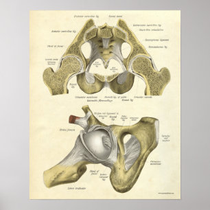 Vintage Anatomy Print Bones of Hip Pelvis Poster