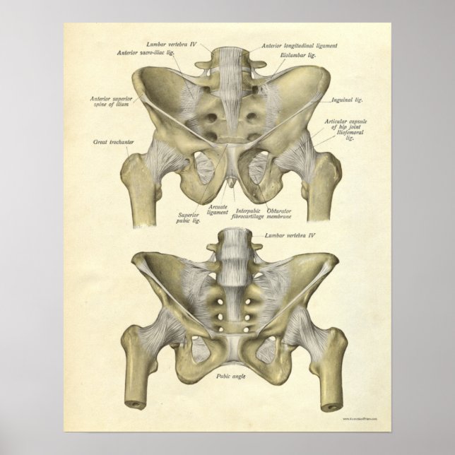 Vintage Anatomy Print Bones Pelvis Poster (Framsidan)