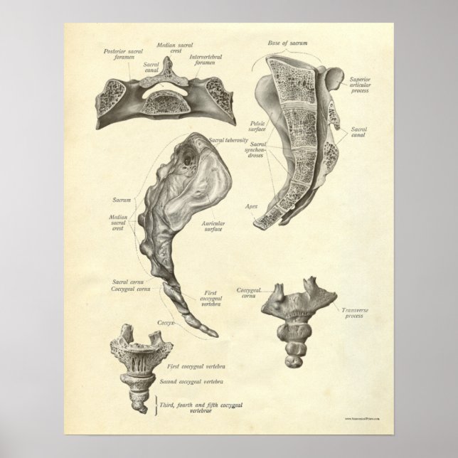 Vintage Anatomy Print Bones Sacrum Poster (Framsidan)