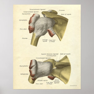 Vintage Anatomy Print Bones Shoulder Joint Poster