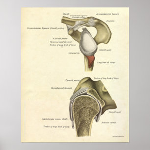 Vintage Anatomy Print Bones Shoulder Joint Poster