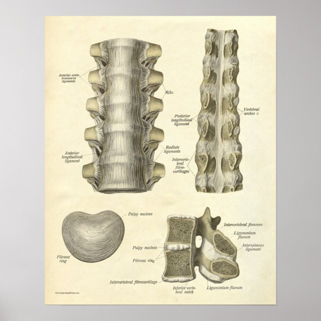 Vintage Anatomy Print Bones Thoracic Rine Poster (Framsidan)
