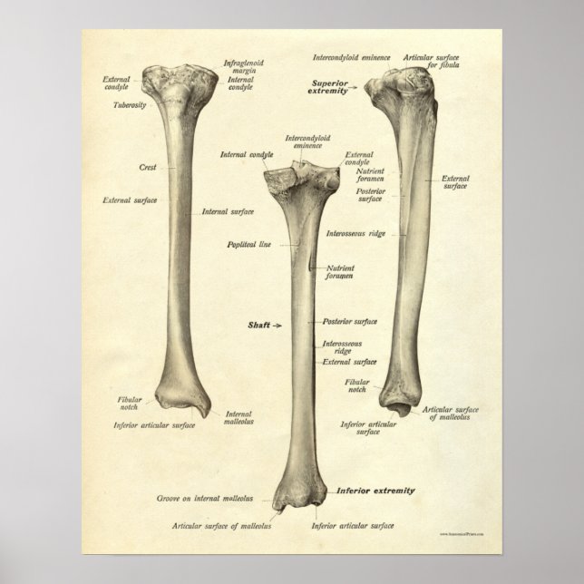 Vintage Anatomy Print Bones Tibia Poster (Framsidan)