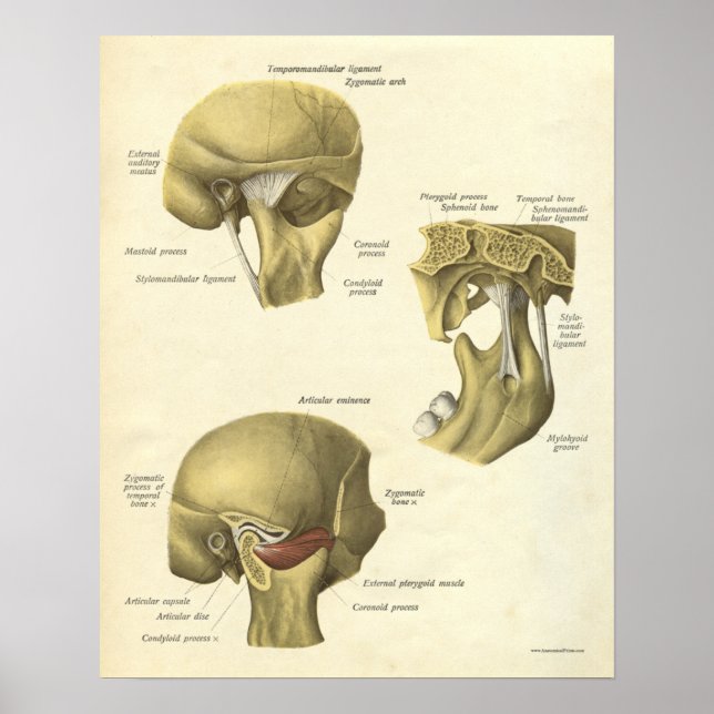 Vintage Anatomy Print Bones TMJ Joint Poster (Framsidan)