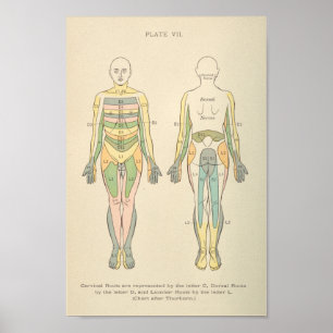Vintage Anatomy Print Dermatomes Nerve Mönster Poster