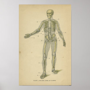 Vintage Anatomy Print Human Skeleton Poster