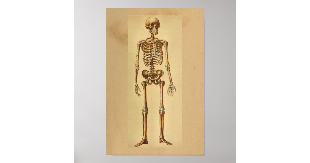 Vintage Anatomy Print Human Skeleton Poster | Zazzle.se