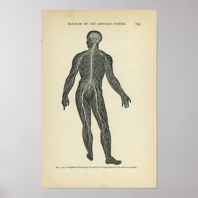 Vintage Anatomy Print Nervsystem Poster (Framsidan)