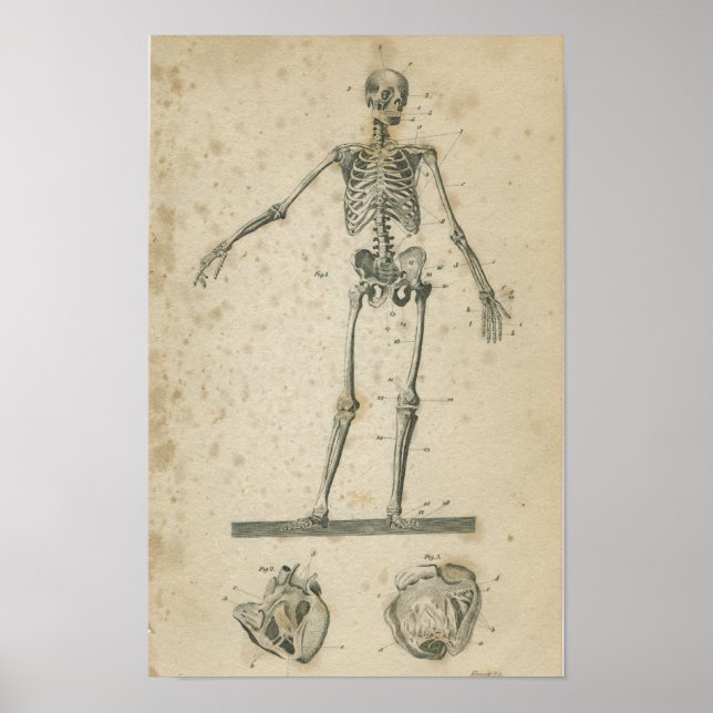 Vintage Anatomy Print Skeleton Poster (Framsidan)
