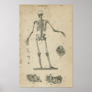 Vintage Anatomy Print Skeleton Poster