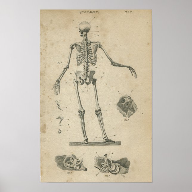 Vintage Anatomy Print Skeleton Poster (Framsidan)
