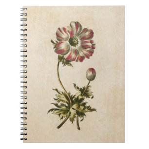 Vintage Anemone Illustration från botanisk Blommig Anteckningsbok Med Spiral
