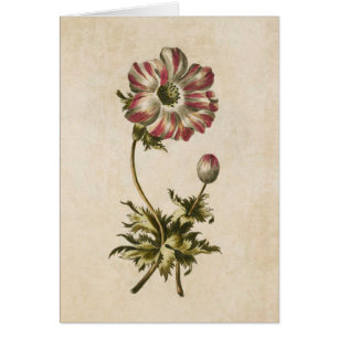 Vintage Anemone Illustration från botanisk Blommig Hälsningskort