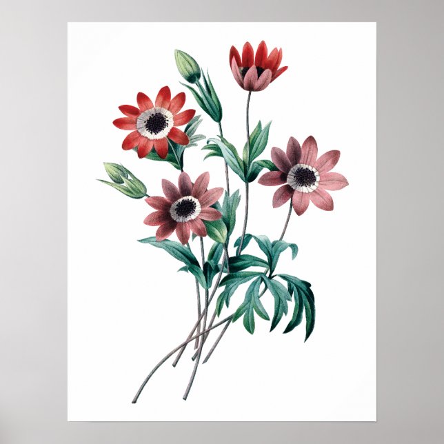 Vintage Anemones Poster (Framsidan)