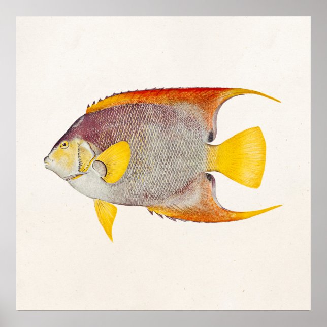 Vintage Angel Fish Antique Hawaiian Print Template Poster (Framsidan)