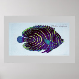 vintage angelfiskavtryck poster