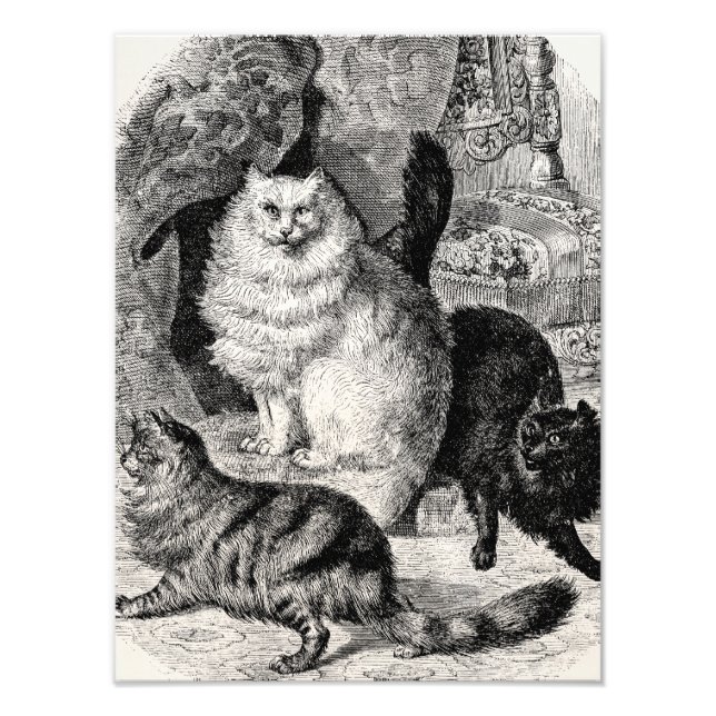 Vintage Angora Cat 1800s Persian Cats Illustration Fototryck (Framsidan)