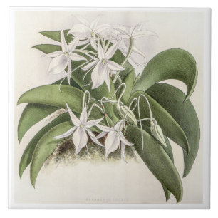 Vintage Angraecum Leonis Orchid Flower Kakelplatta