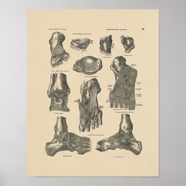 Vintage Ankle Joint Anatomy 1880 Print Poster (Framsidan)