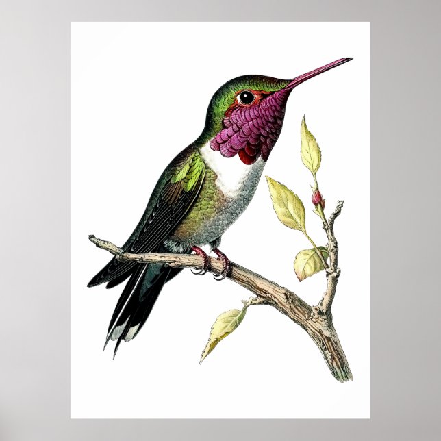 Vintage Anna's Kolibri-illustration Poster (Framsidan)