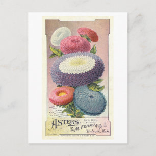 Vintage annons för Ferry & Co. Asters Vykort