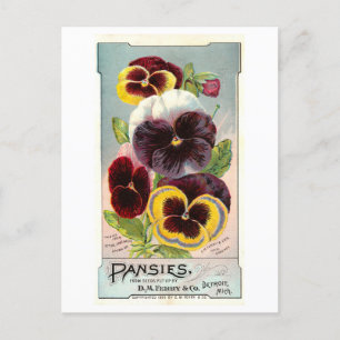Vintage annons for Ferry & Co. Pansy Seeds Vykort