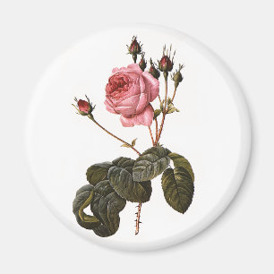 Vintage Antika Rosa Trädgårdsrosor i Blom Magnet