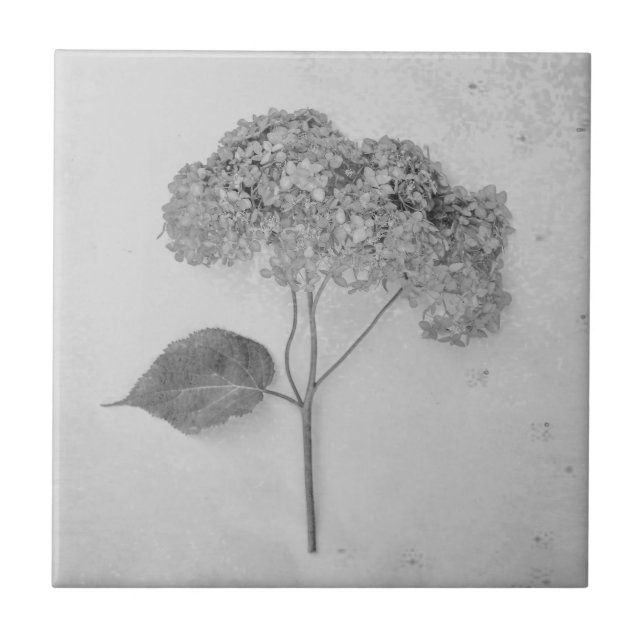 Vintage Antique Black and White Hydrangea Blommigt Kakelplatta (Framsidan)