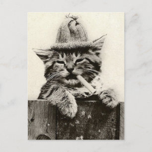 Vintage Antique Funny Nostalgia söt katt/kattunge Vykort