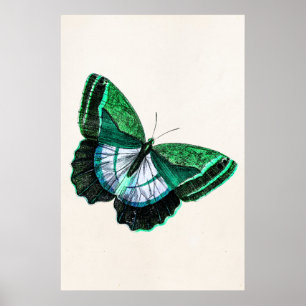 Vintage Antique Grönt Butterfly 1800s Illustration Poster