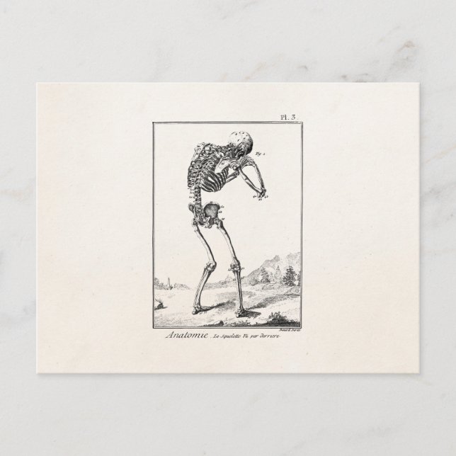 Vintage Antique Human Skeleton Medical Anatomy Vykort (Framsida)