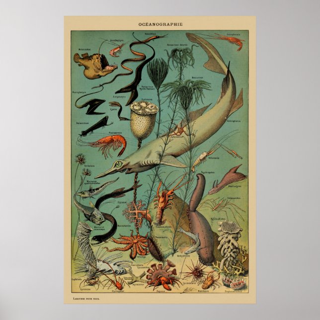 Vintage Antique Marine Animal Fish Scientific Post Poster (Framsidan)