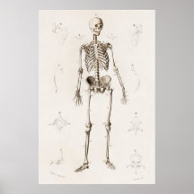 Vintage Antique Medical Skeleton Anatomy Diagram
