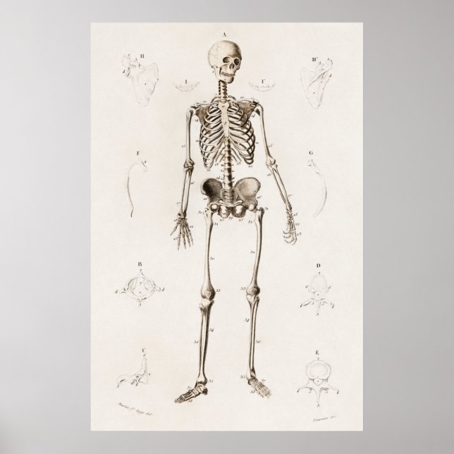 Vintage Antique Medical Skeleton Anatomy Diagram Poster (Framsidan)