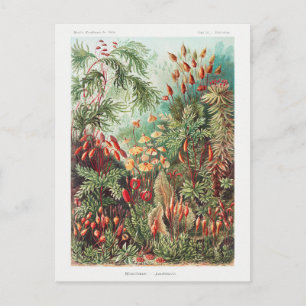 Vintage Antique Nature Flowers Rainforest Vykort